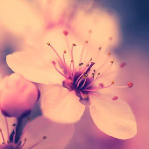 Meet your Posher, Iris